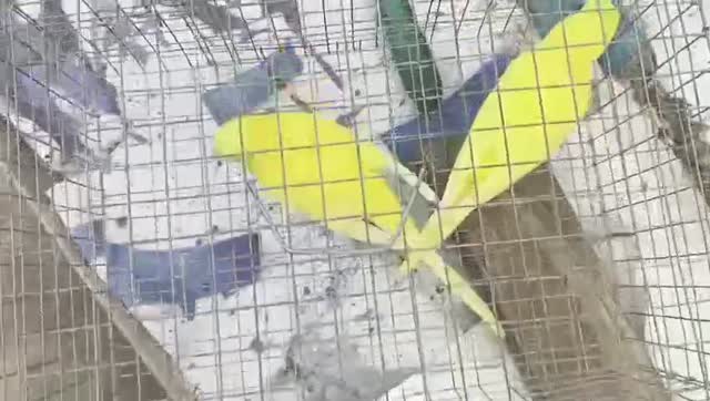 African Love Birds | Lutino, farm video