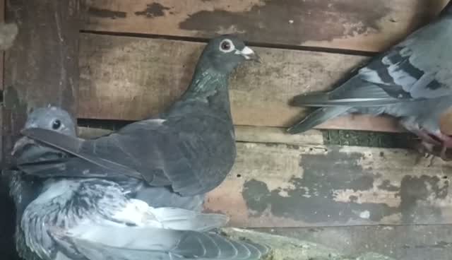 Homer Pigeon, farm video