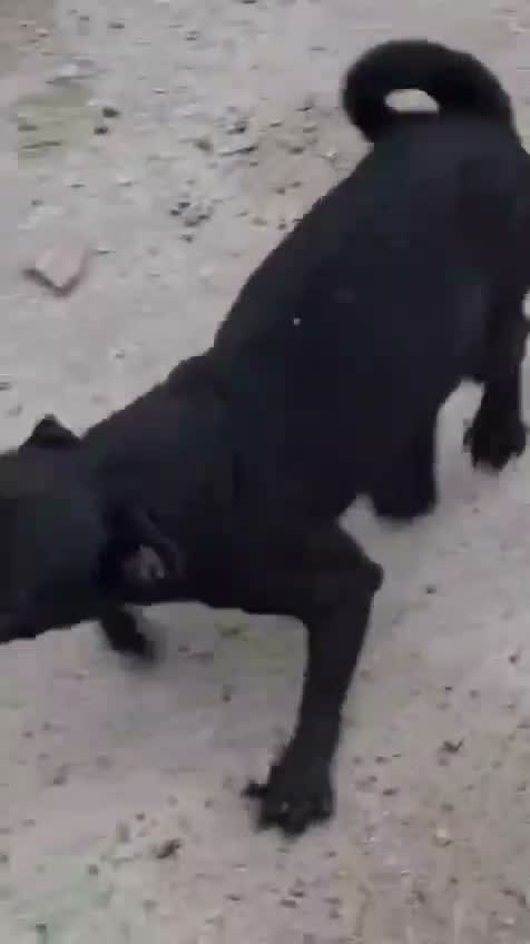 Pug Puppy, farm video