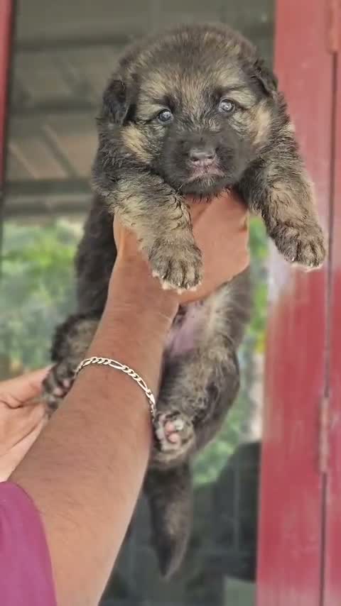 German Shepherd Puppy, farm video
