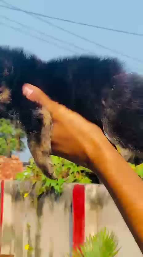 German Shepherd Puppy, farm video
