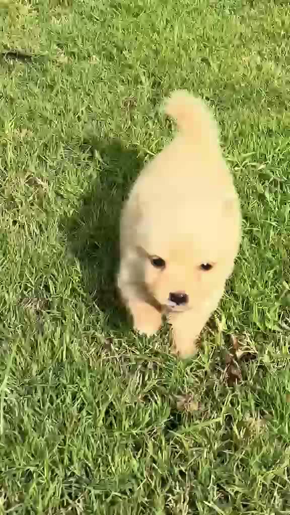 Culture Toy Pom Puppy | Black, farm video