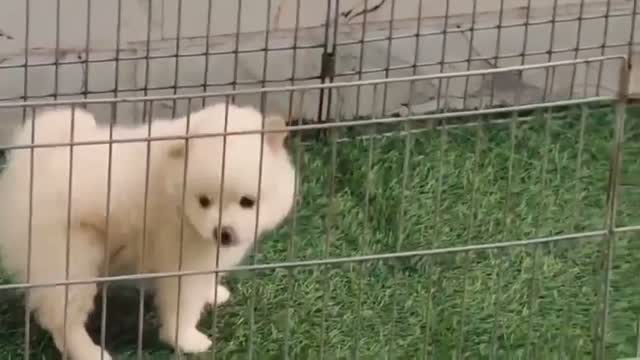 Pomeranian Puppy, farm video