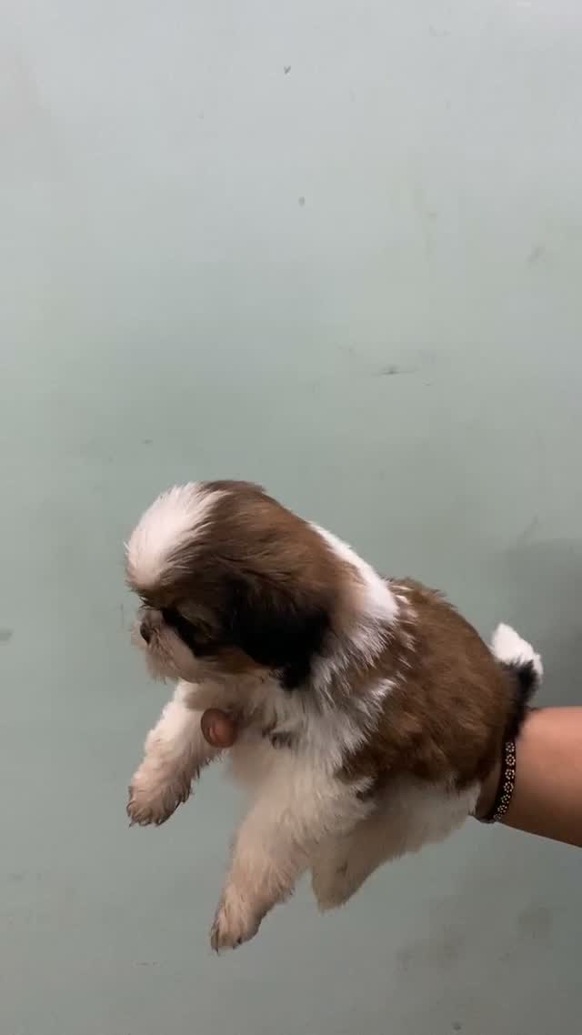 Dachshund Puppy | Brown, farm video