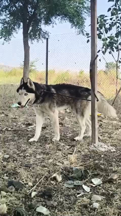 Siberian Husky Puppy | Black & White Color, farm video