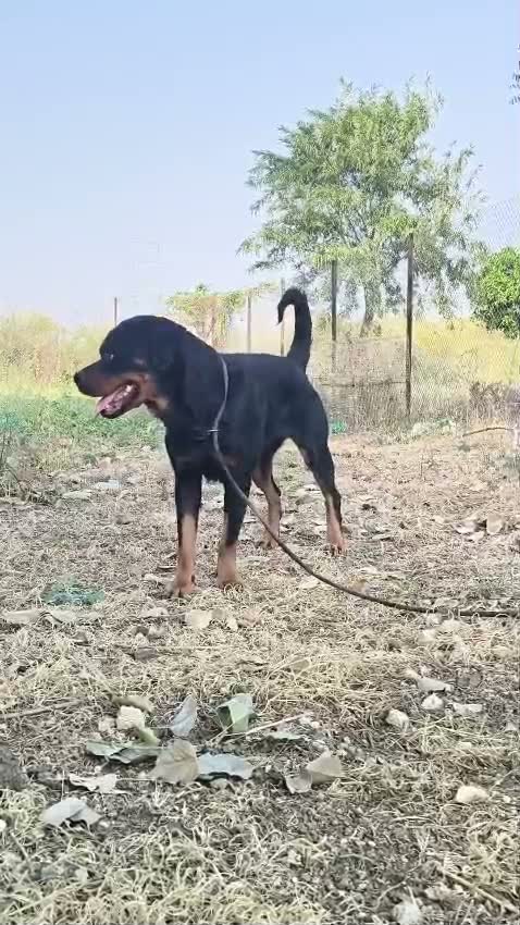 Dachshund Puppy | Brown, farm video