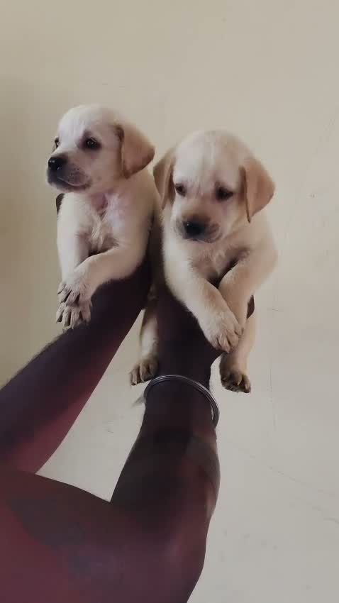 Beagle Black & Tan Puppy, farm video