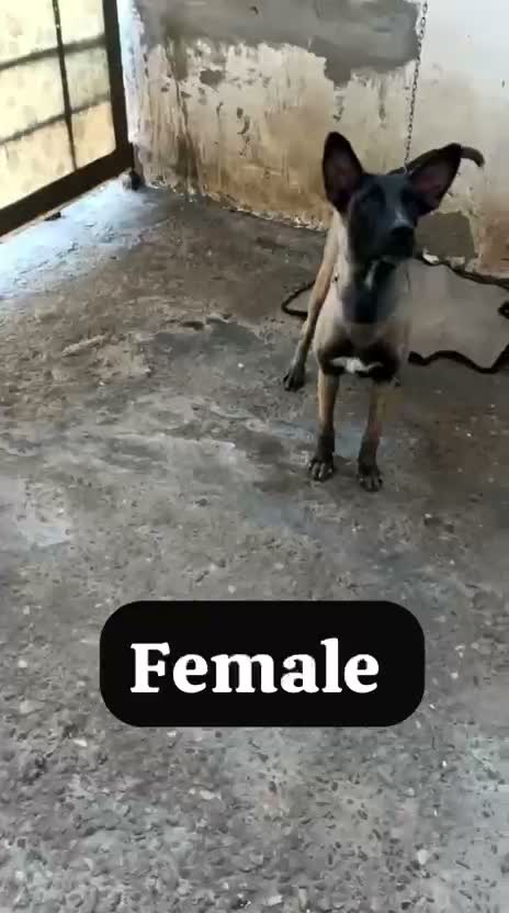 Dachshund Puppy | Brown, farm video