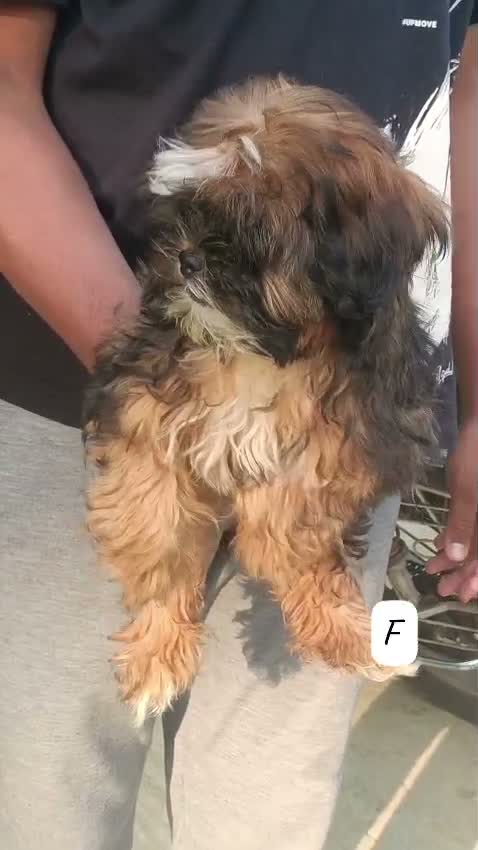 Shih Tzu | Black Color, farm video