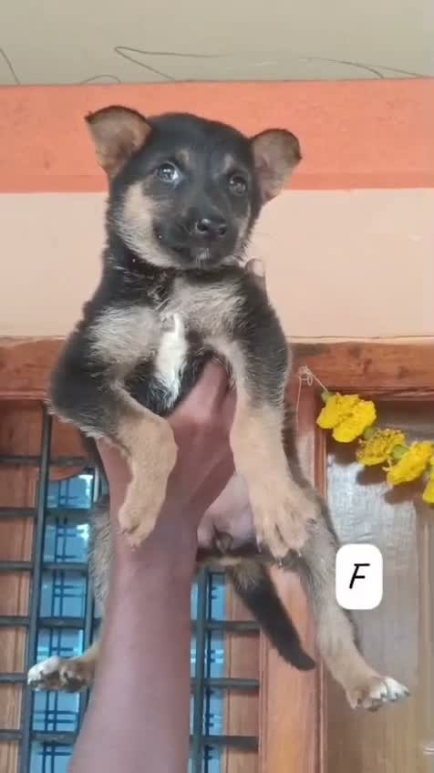 German Shepherd Puppy, farm video