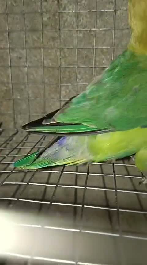 Fischer's Lovebird, farm video