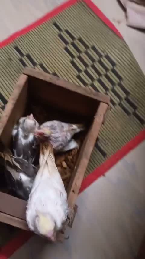 Cockatiel, farm video