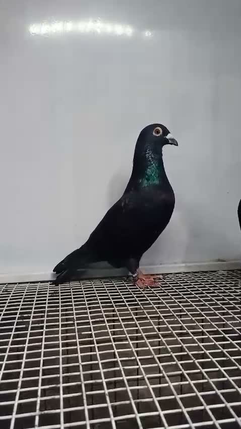 Homer Pigeon, farm video
