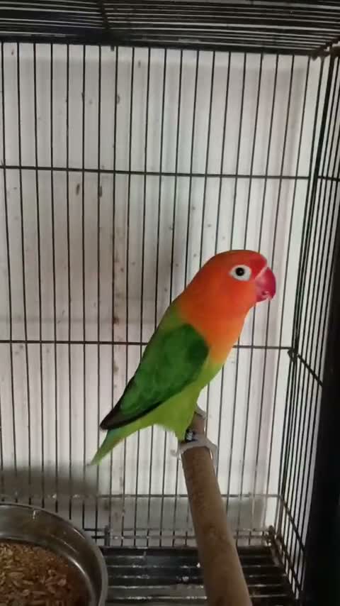 Fischer's Lovebird, farm video