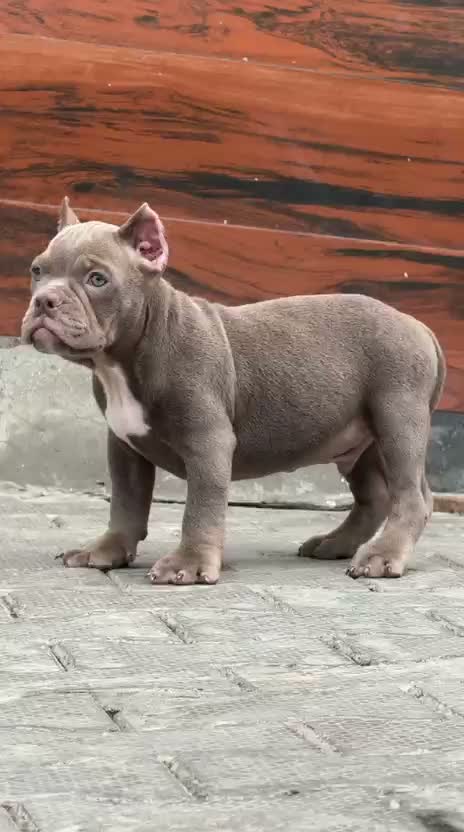 American Bully XXL Size Puppy, farm video