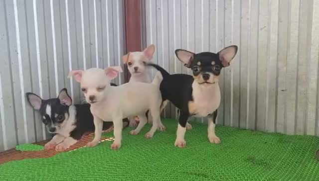Chihuahua Puppy, farm video