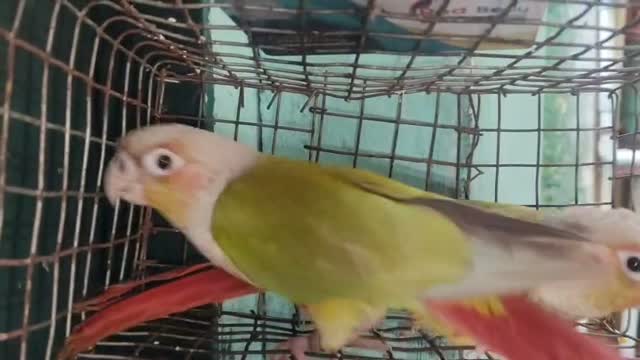 Pineapple Headed Conure, farm video