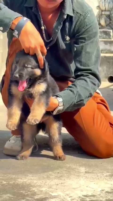 German Shepherd Puppy, farm video