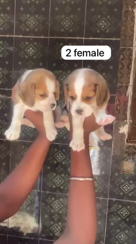 Beagle Black & Tan Puppy, farm video
