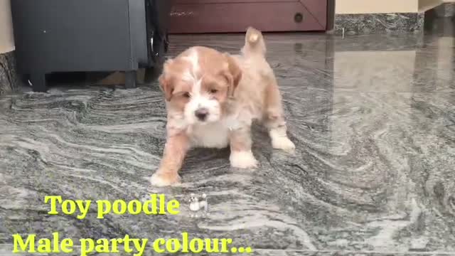 Standard Poodle Puppy | White, farm video