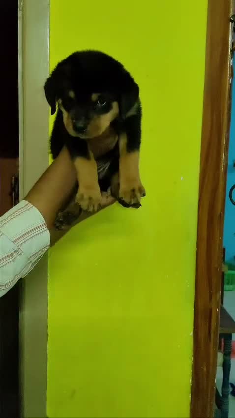 Rottweiler Puppy, farm video
