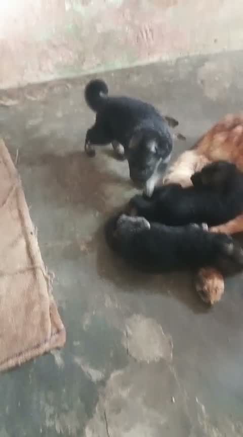 German Shepherd Puppy, farm video