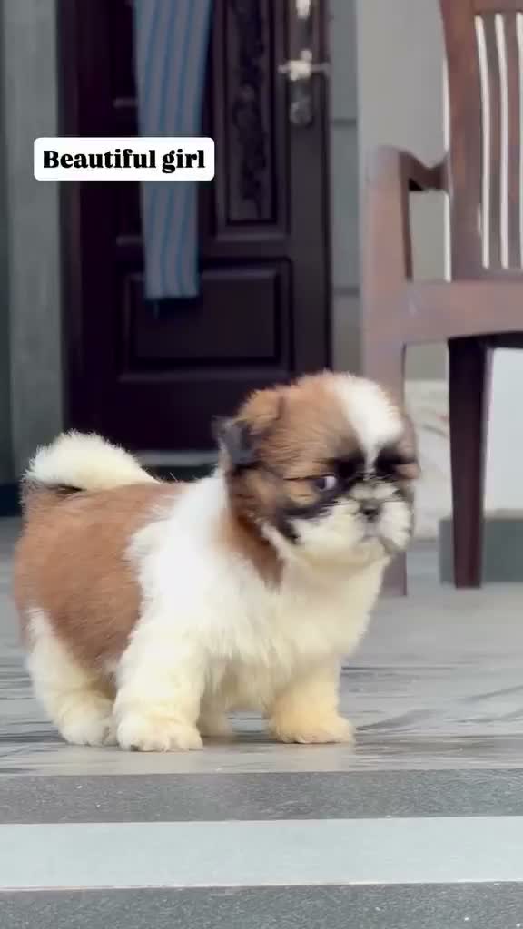 Dachshund Puppy | Brown & Tan, farm video
