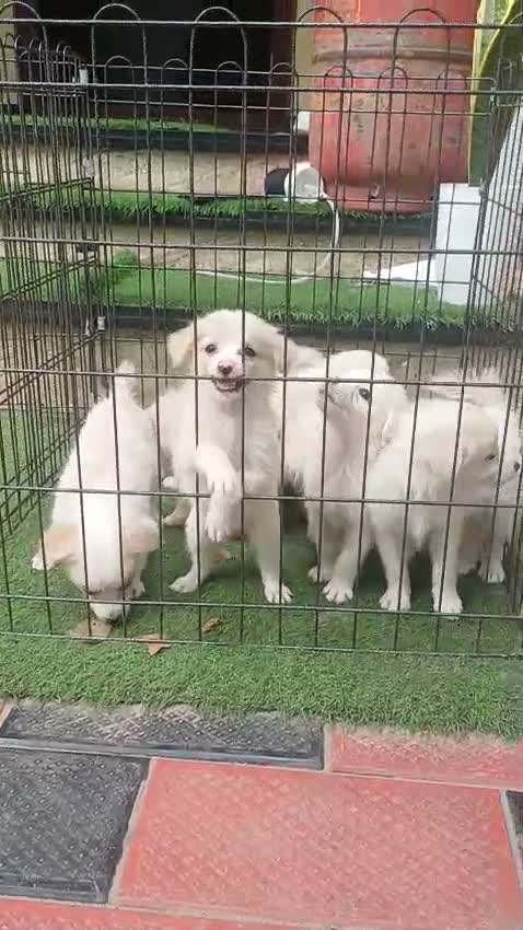 Pomeranian Puppy, farm video