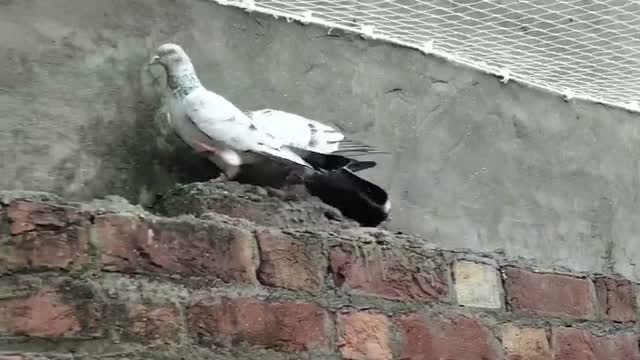 Satin Pigeon, farm video