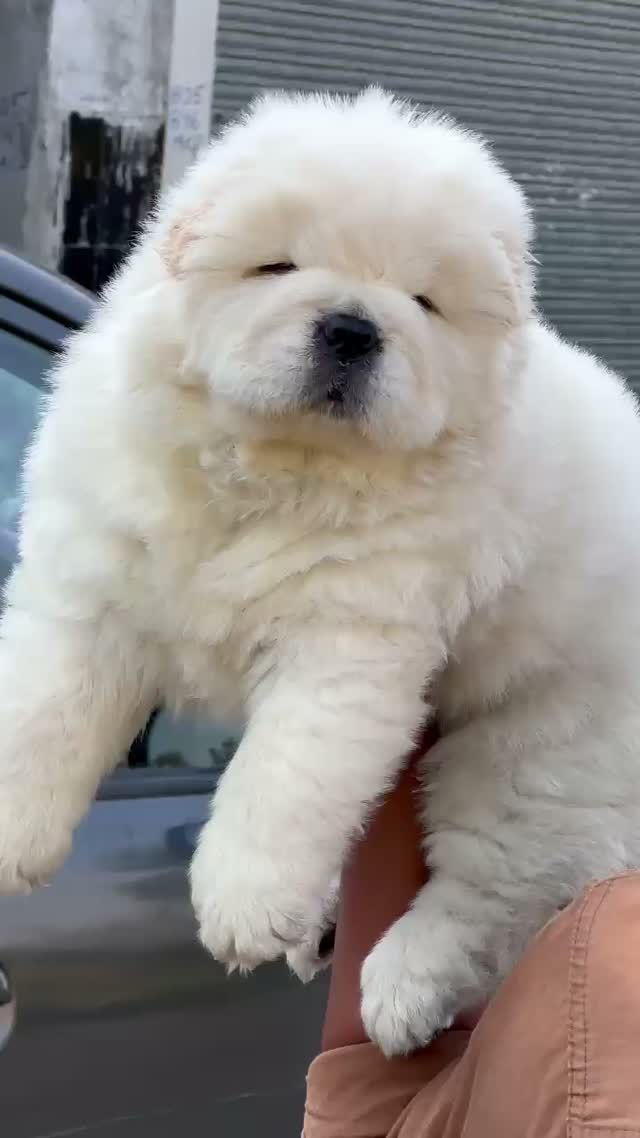 Chow Chow Puppies, farm video