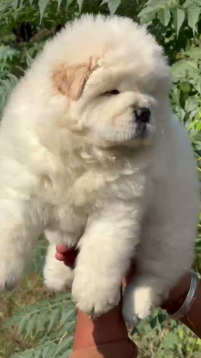 Chow Chow Puppies, farm video