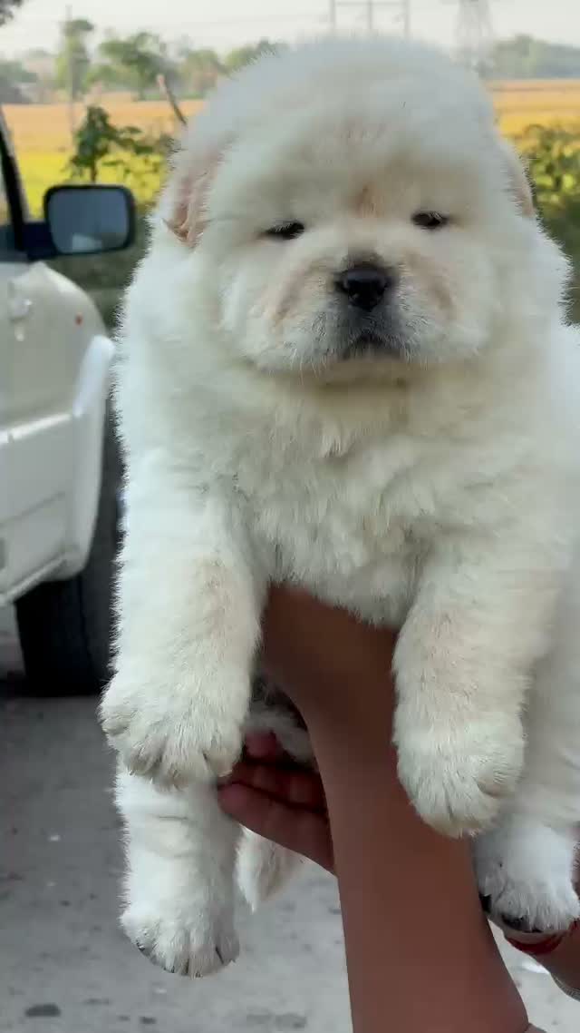 Chow Chow Puppies, farm video