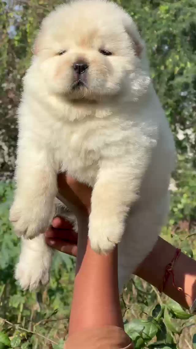 Chow Chow Puppies, farm video
