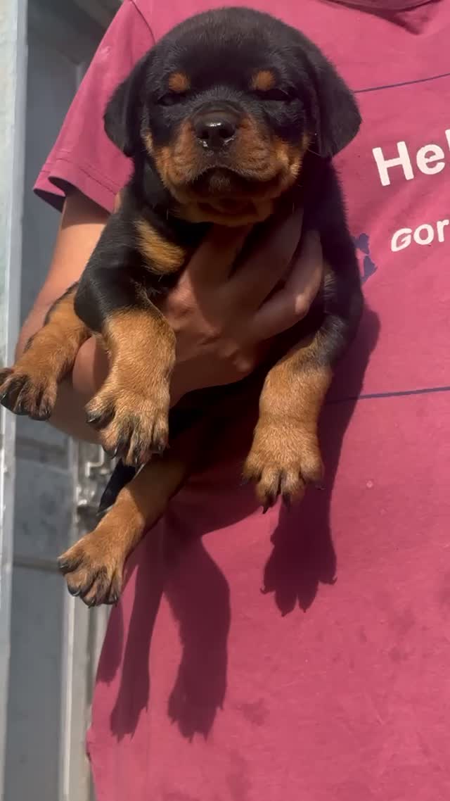 Rottweiler Puppy, farm video