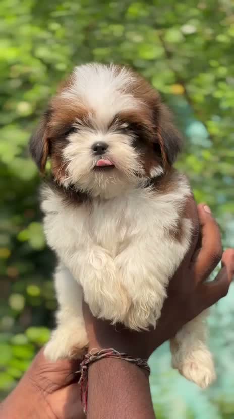 Shih Tzu | Black Color, farm video