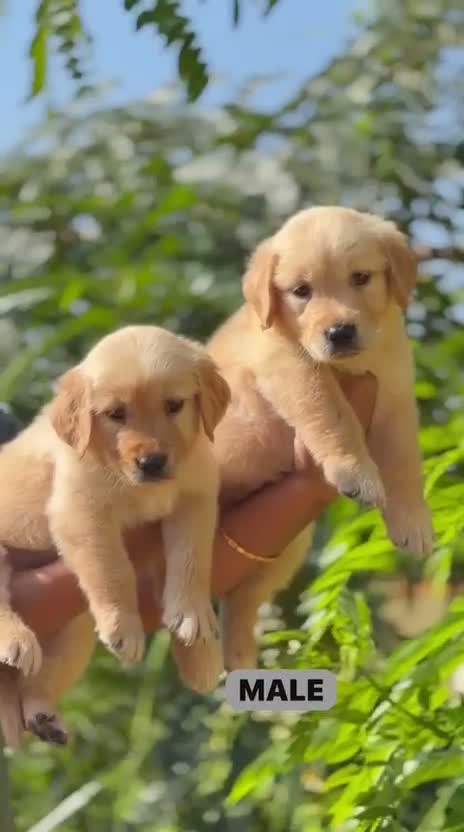 Beagle Black & Tan Puppy, farm video