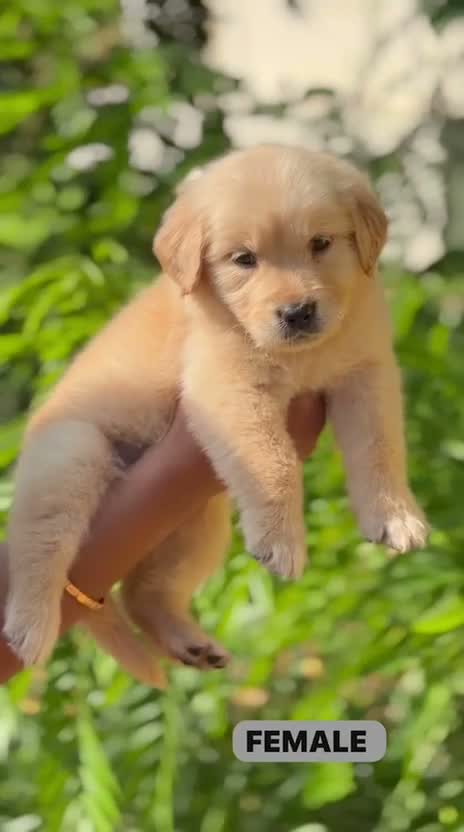 Dachshund Puppy | Brown & Tan, farm video