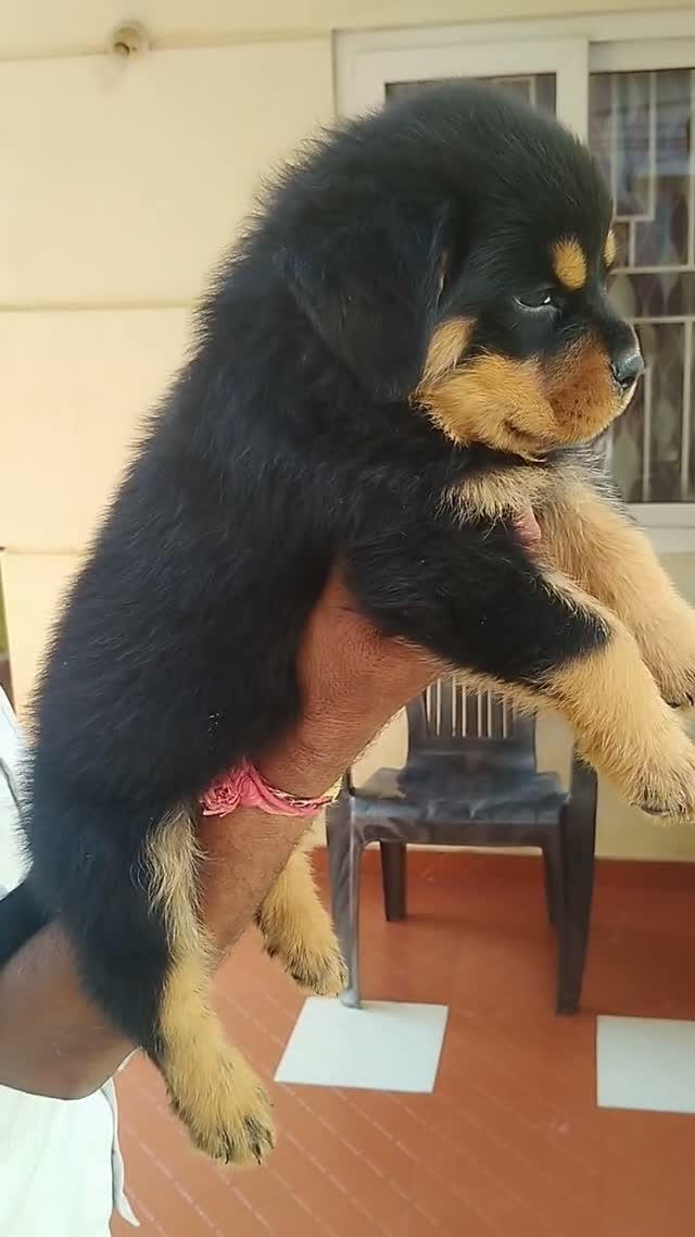 Rottweiler Puppy, farm video