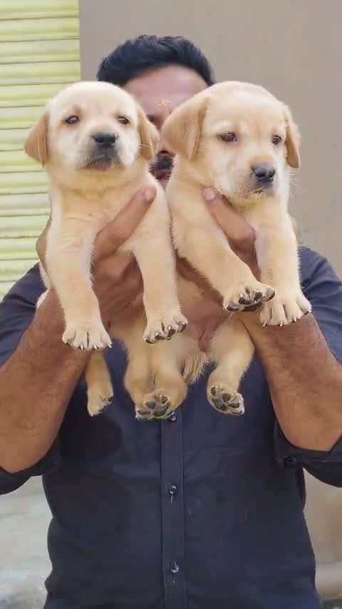 Dachshund Puppy | Brown & Tan, farm video