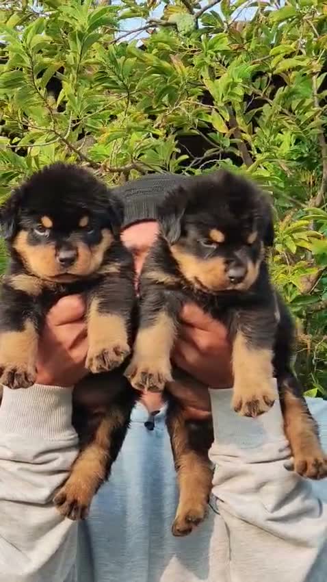 Rottweiler Puppy, farm video