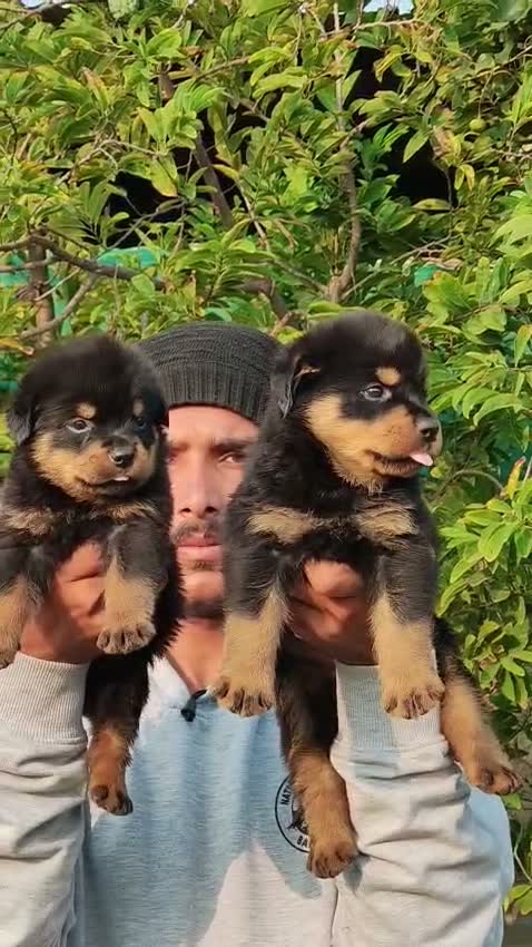 Rottweiler Puppy, farm video