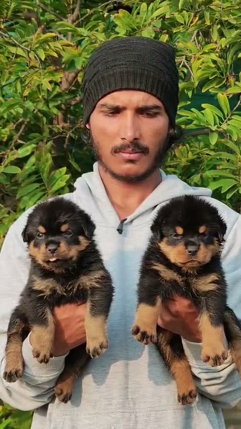 Rottweiler Puppy, farm video