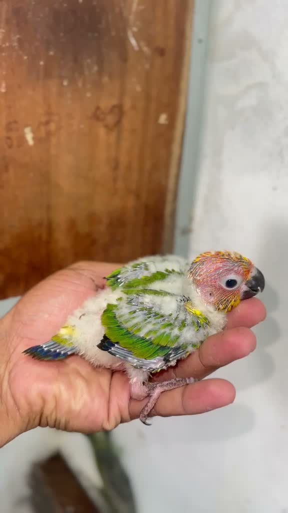 Sun Conure, farm video