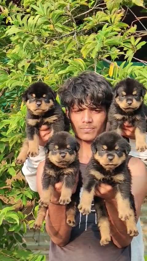 Rottweiler Puppy, farm video