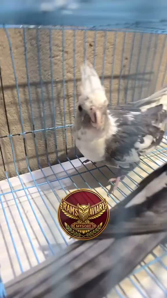 Cockatiel | Pied, farm video