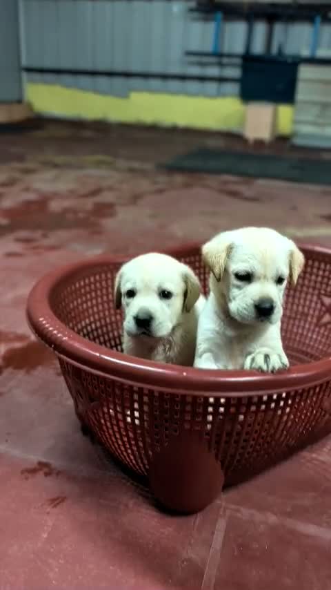 Beagle Black & Tan Puppy, farm video