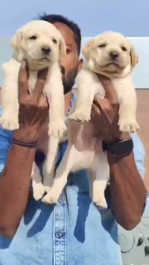 Beagle Black & Tan Puppy, farm video