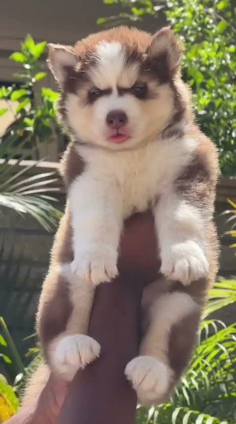 Siberian Husky Puppy | Black & White Color, farm video