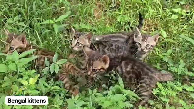 Bengal Kitten, farm video