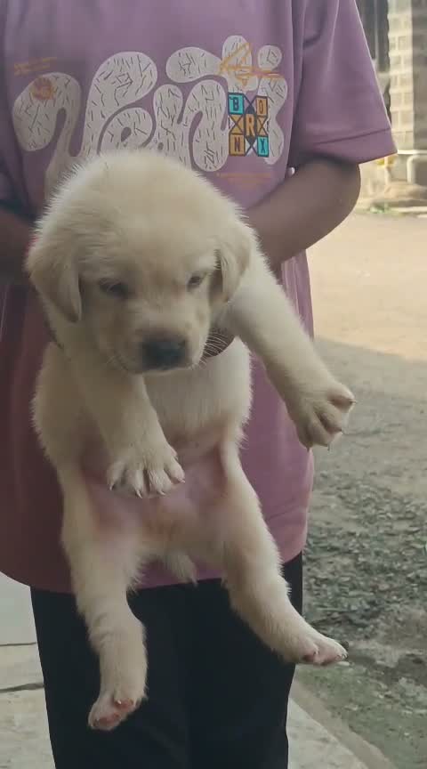 Beagle Black & Tan Puppy, farm video